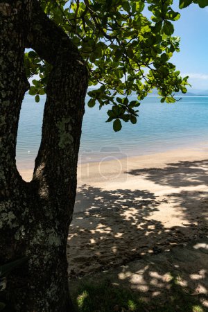 Photo for Tree and shadows on the beach, Santo Antonio de Lisboa, Florianopolis, Santa Catarina, Brazil - Royalty Free Image