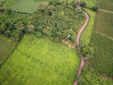 Téléchargez les photos : Vignobles dans une ferme avec forêt et route sale, Vale dos Vinhedos, Bento Goncalves, Rio Grande do Sul, Brésil - en image libre de droit