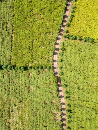 Luftaufnahme eines Weinbergs und einer schmutzigen Straße, Vale dos Vinhedos, Bento Goncalves, Rio Grande do Sul, Brasilien