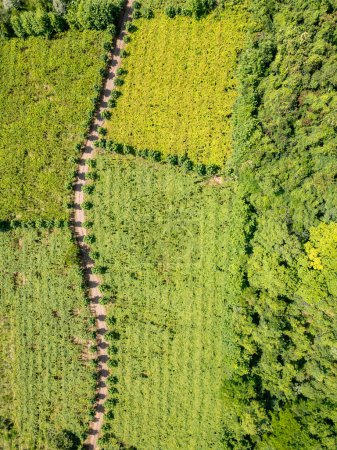 Téléchargez les photos : Vue aérienne d'un vignoble avec forêt et route sale, Vale dos Vinhedos, Bento Goncalves, Rio Grande do Sul, Brésil - en image libre de droit