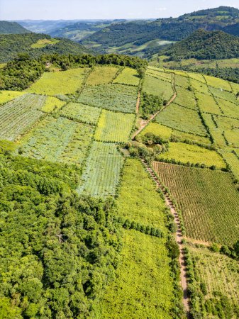 Weinberge in einem Tal, Vale dos Vinhedos, Bento Goncalves, Rio Grande do Sul, Brasilien