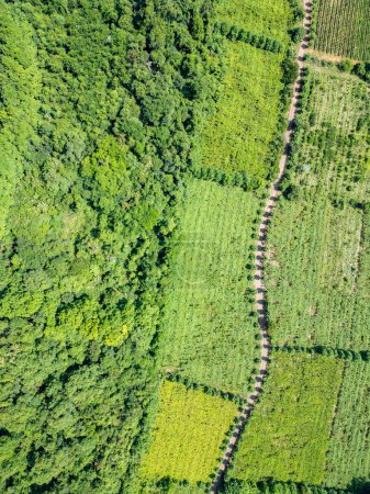 Vista aérea de un viñedo con bosque y camino sucio, Vale dos Vinhedos, Bento Goncalves, Rio Grande do Sul, Brasil