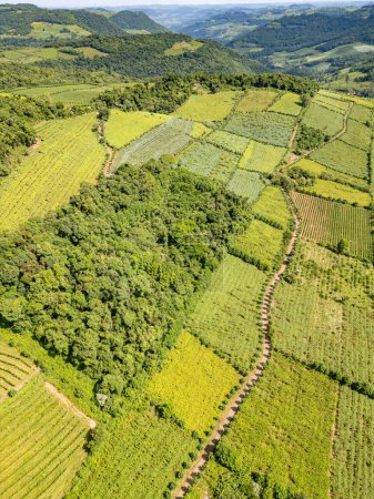 Weinberge in einem Tal, Vale dos Vinhedos, Bento Goncalves, Rio Grande do Sul, Brasilien