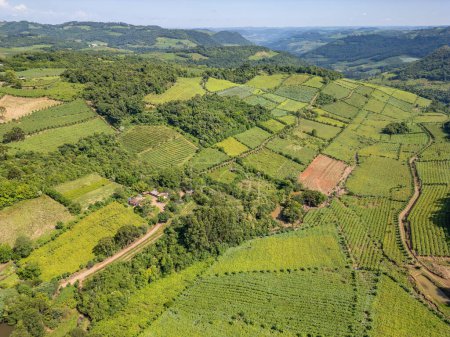 Photo for Vineyards in a valley, Vale dos Vinhedos, Bento Goncalves, Rio Grande do Sul, Brazil - Royalty Free Image
