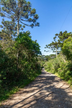 Téléchargez les photos : Sentier dans la forêt d'Araucaria, Cambara do Sul, Rio Grande do Sul, Brésil - en image libre de droit