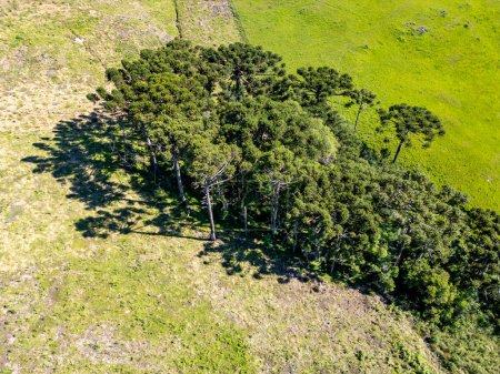 Téléchargez les photos : Vue aérienne d'un champ agricole avec une petite forêt d'Araucaria, Cambara do Sul, Rio Grande do Sul, Brésil - en image libre de droit