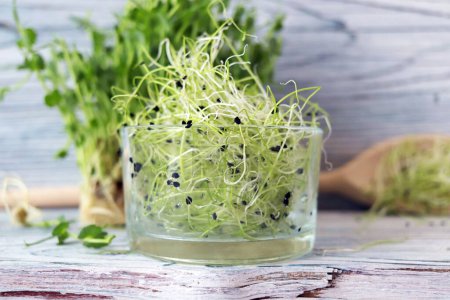 Photo for Microgreens, fresh onion sprouts on a wooden background, organic plants, for salad, healthy food concept - Royalty Free Image