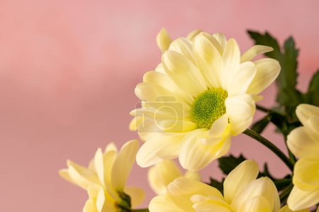 Téléchargez les photos : Yellow chrysanthemum, macro photo, abstract feminine background. - en image libre de droit