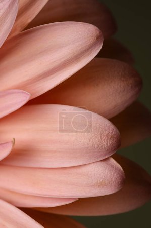 Foto de Macro photo of a gerbera petals, fresh flower. Abstract floral background. - Imagen libre de derechos
