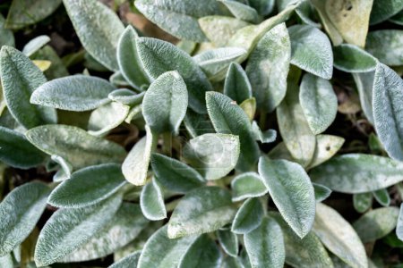 Top view of Silvery shaggy leaves, lambs-ear plants, woolly hedgenettle, natural background.