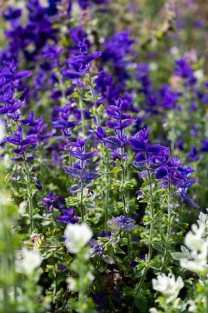 Photo for Purple annual Clary or purple topped Sage - bluebeard - Royalty Free Image