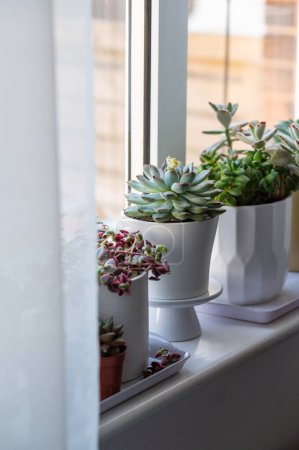 Echeveria, succulent plants in pots on windowsil, Indoor decorative plant