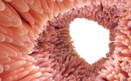 Téléchargez les photos : Rendu 3D illustration médicalement précise des villosités intestinales. Microvillosités rouges dans un organe intestinal de la bannière gastro-intestinale. Isolé avec chemin de coupe. - en image libre de droit