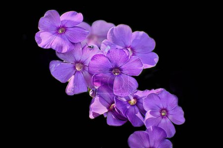 Téléchargez les photos : Fleurs violettes isolées sur fond noir - en image libre de droit