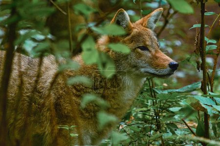 Téléchargez les photos : Coyote à la recherche de proies - en image libre de droit
