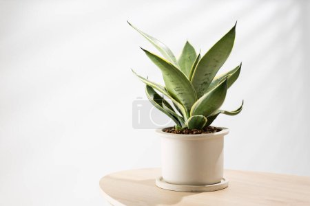 Photo for Decorative sansevieria plant on wooden table in living room. Sansevieria trifasciata Prain in gray ceramic pot. - Royalty Free Image