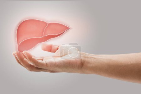 Photo for Man holding liver illustration against gray wall background. Concept with mental health protection and care. - Royalty Free Image