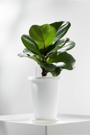 Photo for Fiddle fig or Ficus lyrata in white plastic pot on white table. - Royalty Free Image
