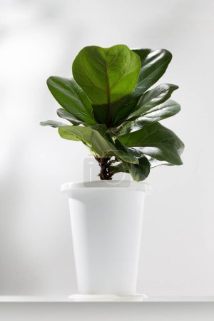 Photo for Fiddle fig or Ficus lyrata in white plastic pot on white table. - Royalty Free Image
