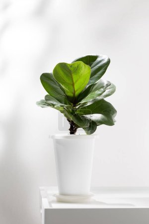 Téléchargez les photos : Figue violette ou Ficus lyrata en pot plastique blanc sur table blanche. - en image libre de droit
