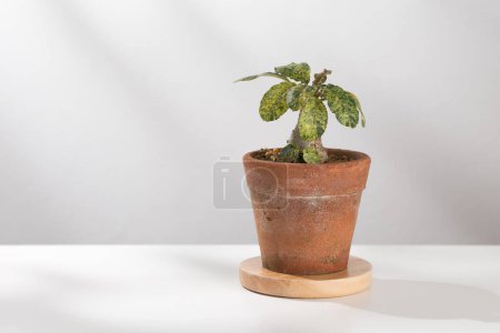 Photo for Dorstenia foetida variegata or Dorstenia Plant on the clay pot. - Royalty Free Image