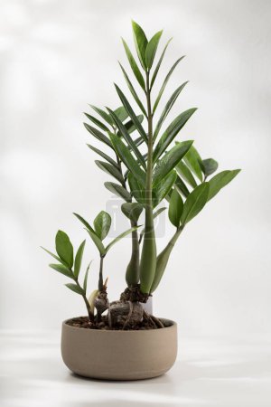 Téléchargez les photos : Zamioculcas zamiifolia ou zz plant sur la table en bois dans le salon. - en image libre de droit