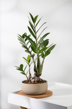 Photo for Zamioculcas zamiifolia or zz plant on the wooden table in living room. - Royalty Free Image