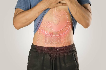 Illustration des inneren Organs auf dem männlichen Körper vor hellgrauem Hintergrund. Leber, Magen, Dünndarm, Dickdarm, Dünndarm.