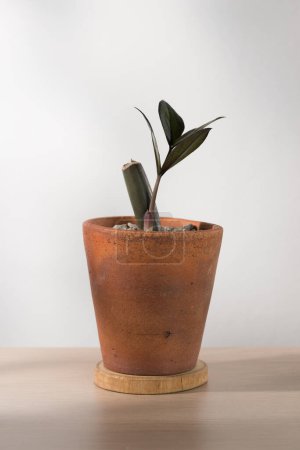 Plántulas de ZZ Plant o Zamioculcas zamiifolia en macetas de cerámica sobre una mesa de madera minimalista.