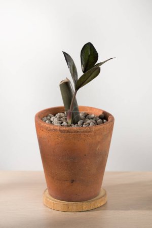 Téléchargez les photos : Semis de ZZ Plant ou Zamioculcas zamiifolia dans des pots en céramique sur une table en bois minimaliste. - en image libre de droit