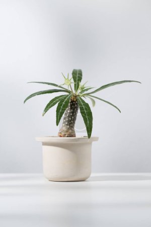 Photo for Dorstenia foetida variegata or Dorstenia Plant on the white pot. - Royalty Free Image