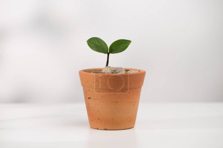 Téléchargez les photos : Un semis de zamioculcas zamiifolia avec des feuilles noires dans un pot d'argile sur une table en bois blanc, photographié dans un style minimal. - en image libre de droit