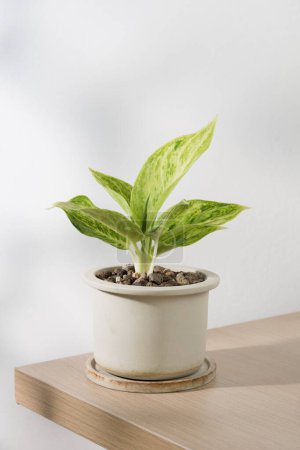 Aglaonema sp Rapngoenrapthong or the Chinese Evergreen, a specimen born of propagation, resides within an aged ceramic pot. Its soil surface is sprinkled with volcanic rock, resting upon a wooden table of minimalistic style.