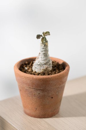 Dorstenia foetida variegata oder Dorstenia Pflanze im Topf.