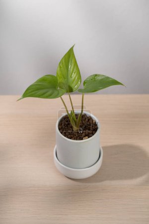 An indoor homalomena rubescens (Roxb.) Kunth in a white ceramic pot illustrates simplicity and the integration of nature within modern decor.