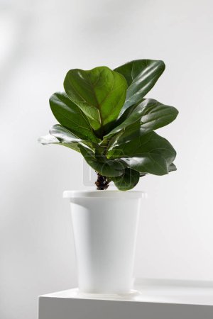 Fiddle leaf fig or Ficus lyrata, This vibrant green plant in a pristine white pot adds freshness to modern decor.