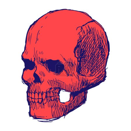 Photo for Skull line skecth color - Royalty Free Image