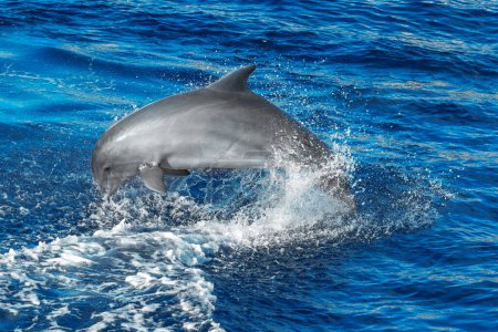 Foto de Delfín salpicando en el agua. Peces saltando al mar - Imagen libre de derechos