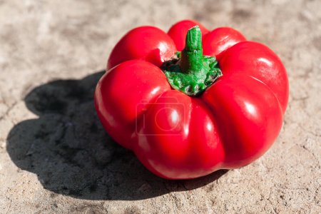 Foto de Pimiento húngaro. Vegetales rojos ricos en vitaminas - Imagen libre de derechos