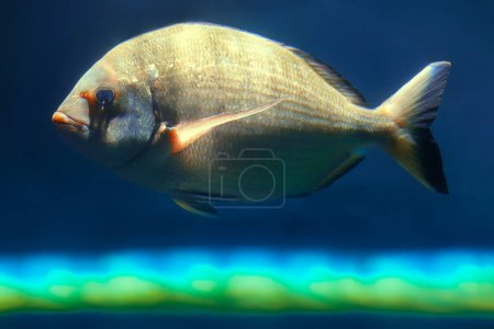 Foto de Peces con escamas doradas en agua azul - Imagen libre de derechos