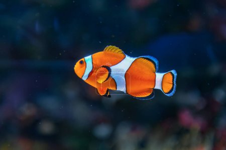 Clown fish in deep sea . Exotic colorful fish in transparent water 