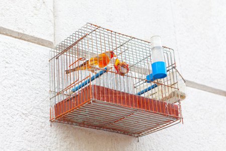 Foto de Canario en una jaula. Aves en cautiverio - Imagen libre de derechos