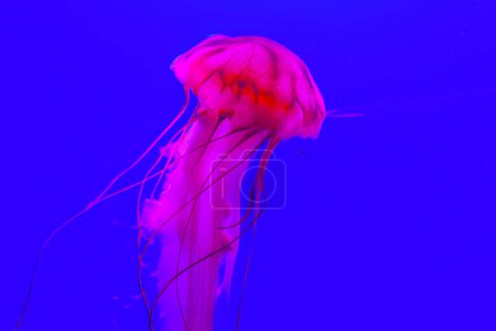 Photo for Chrysaora achlyos . Jellyfish in deep blue water - Royalty Free Image
