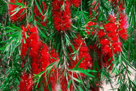 Photo for Callistemon Kenmorrisonii flowers in bloom . Red tropical fluffy flowers - Royalty Free Image