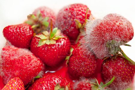 Schimmel auf Erdbeere. Pilz beim Essen 
