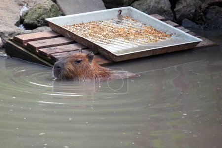 Photo for Capybara in the water . Hydrochoerus hydrochaeris . Capybara near feeder - Royalty Free Image