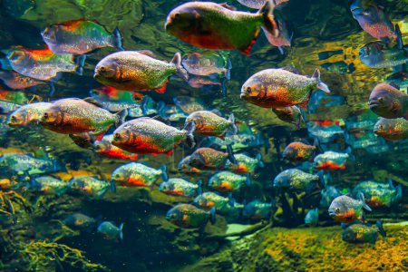 Foto de Pirañas en aguas profundas transparentes. Escuela de peces depredadores - Imagen libre de derechos