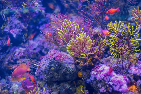 Colorful deep sea . Awesome Coral Reef