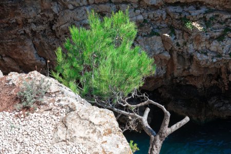 Foto de Pino creciendo en un acantilado rocoso en el mar Mediterráneo - Imagen libre de derechos