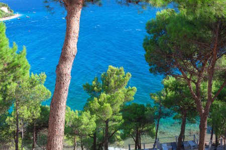 Foto de Pinos en la costa de Mallorca, España. Paisaje de bosque siempreverde costero - Imagen libre de derechos